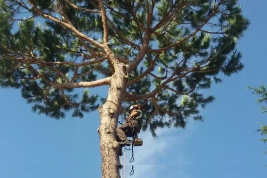 potatura alberi in tree climbing